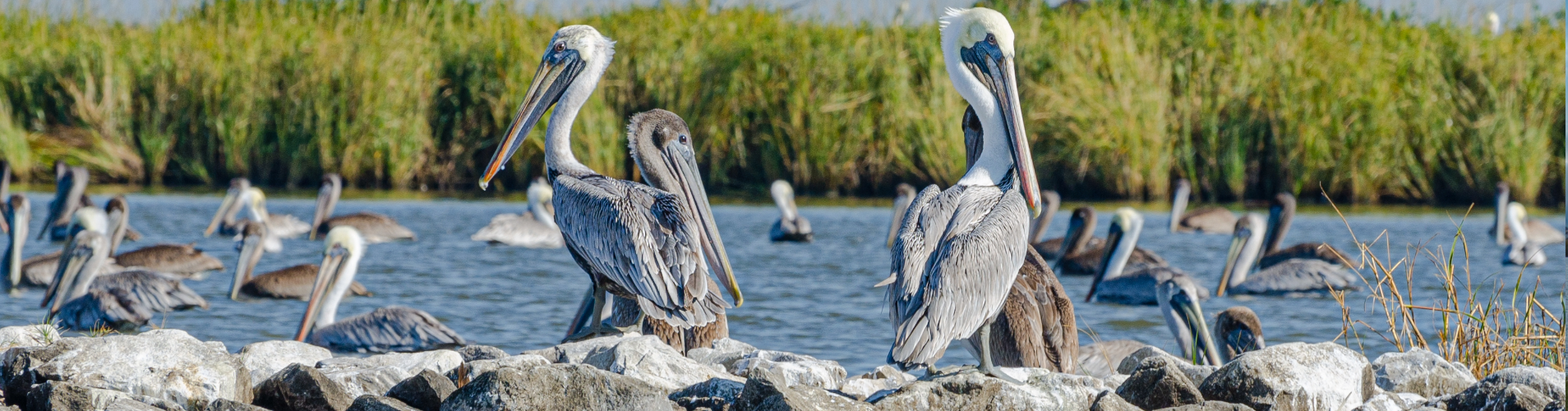 Brown pelicans with grass in the background.